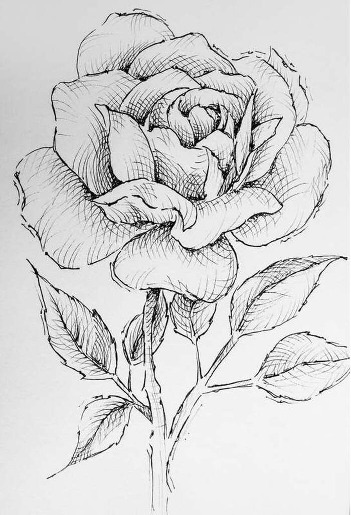 Botanical pen and ink sketch by Erika Lancaster