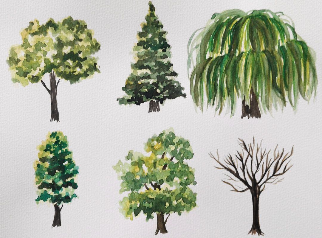 Watercolor tree studies 