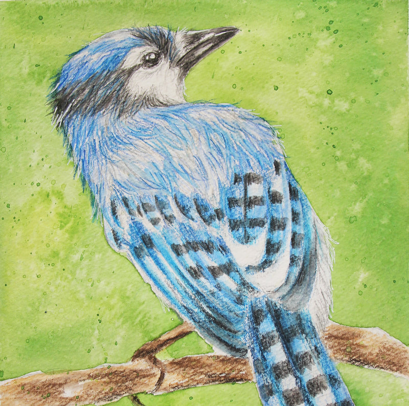 Blue jay in watercolor pencil by Erika Lancaster