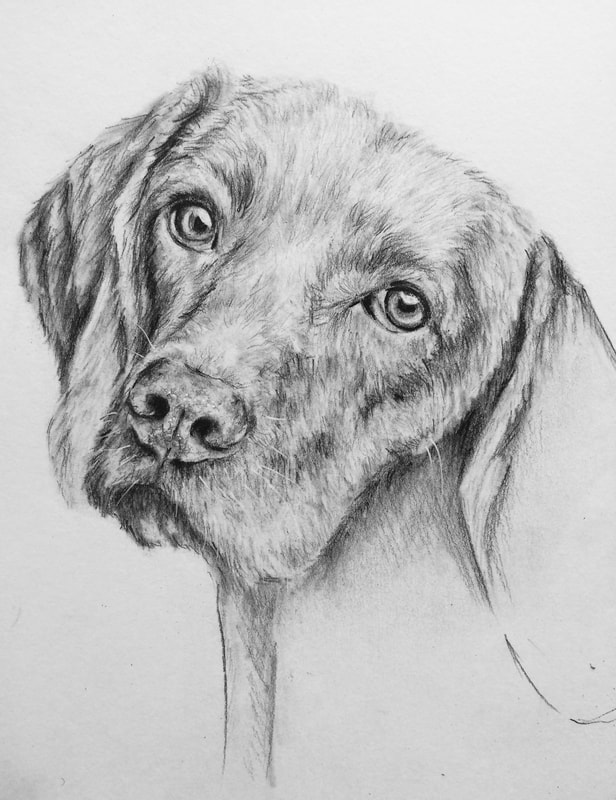 Graphite Labrador Drawing by Erika Lancaster