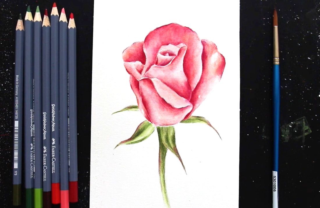 Watercolor Pencil Pink Rose by Erika Lancaster
