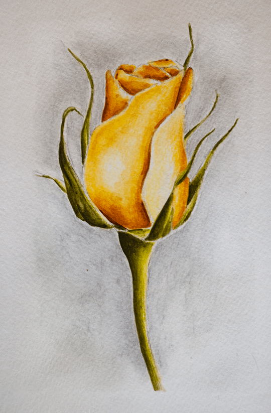 Watercolor Pencil Rose by Erika Lancaster