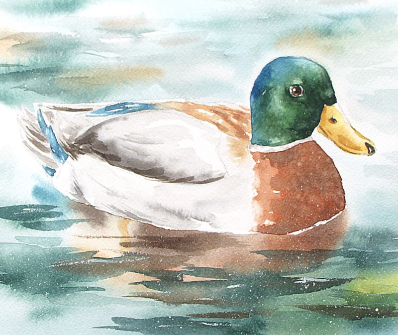 Watercolor Mallard duck by Erika Lancaster
