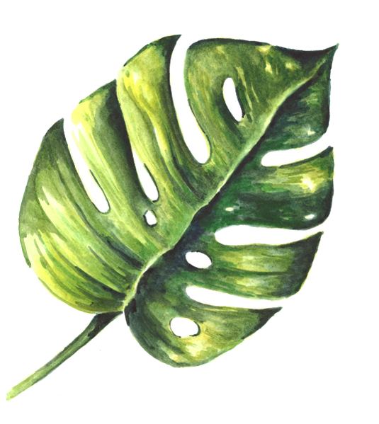 Monstera leaf watercolor painting by Erika Lancaster