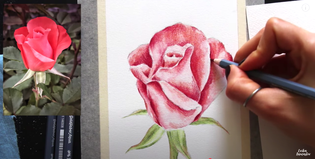 Watercolor Pencil Realistic Rose Tutorial 5