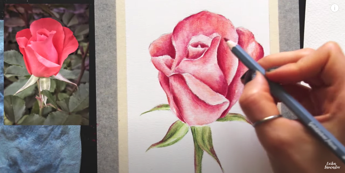 Watercolor Pencil Realistic Rose Tutorial 9