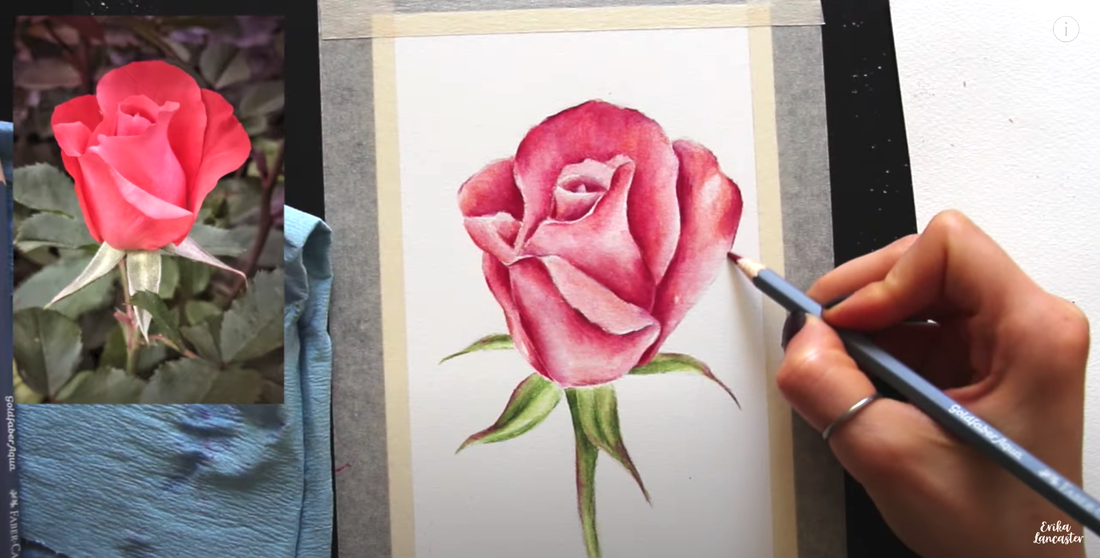 Watercolor Pencil Realistic Rose Tutorial 11