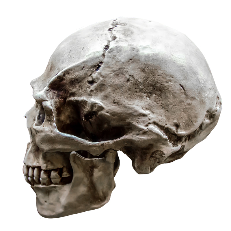 Skull picture 2