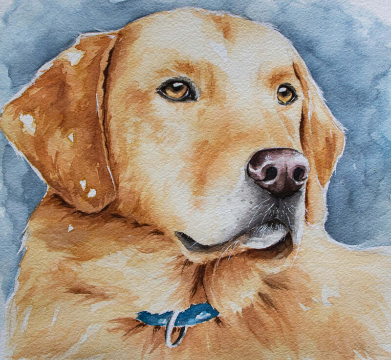 Yellow Labrador Watercolor Painting by Erika Lancaster