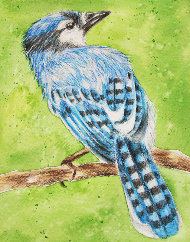 Blue Jay in Watercolor Pencil by Erika Lancaster