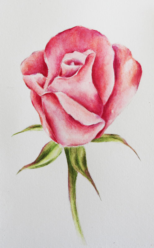 Pink Rose in Watercolor Pencil by Erika Lancaster