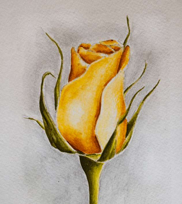 Watercolor Pencil Yellow Rose by Erika Lancaster