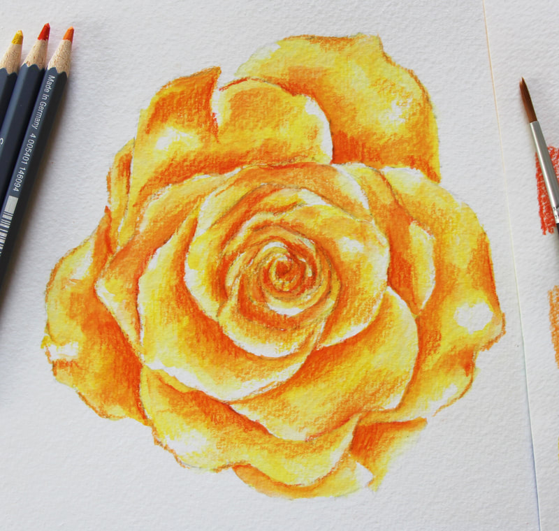 Yellow Rose in Watercolor Pencil by Erika Lancaster